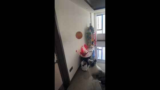 Dog slips while playing with balloon indoors in Chongqing, China