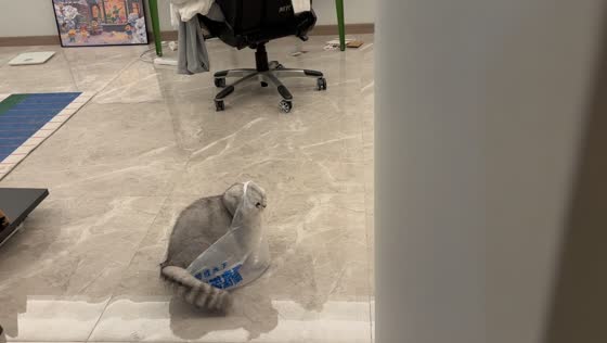 Cat gets head stuck in plastic bag while playing in Sichuan, China