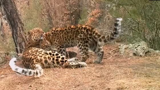 Rare footage captures Far Eastern leopard kitten nursing in land of the Leopard National Park