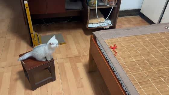 Kitten's ambitious jump ends in funny fail in Chongqing, China