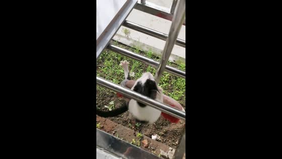 Cat uses broom as a lift to enter house in Zhejiang, China