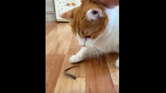 Cat tries to eat moving lizard tail in Thailand