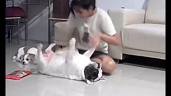 Dog enjoys a wipe down in Bangkok