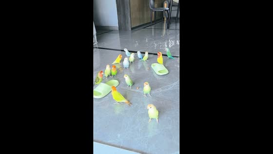 Parrots gather like a rally in Hunan, China