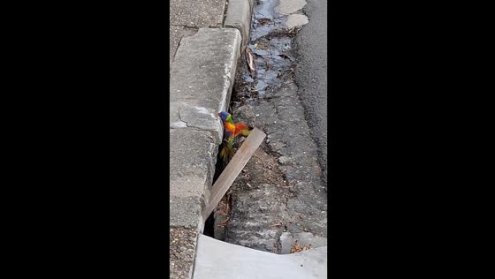 Parrot plunge: dramatic fall caught on camera