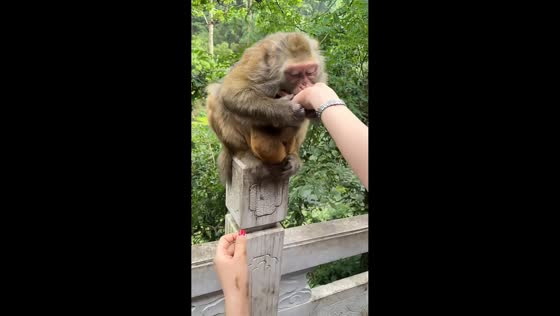 Monkey gently tastes woman’s hand while holding its baby in Guizhou, China