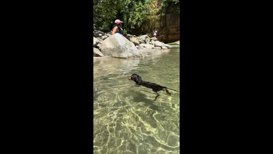 Miniature Pinscher takes a determined swim in Tena, Ecuador