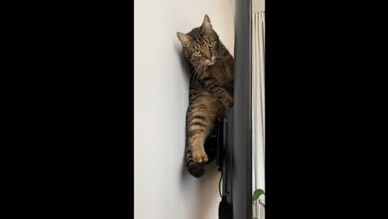 Cat perched behind TV in Warsaw