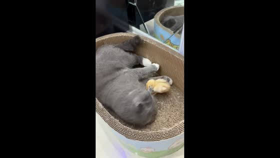 Cat playfully stops chick from leaving basket in Hebei, China