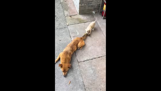 Playful puppy tests mother dog's patience in Jiangsu, China