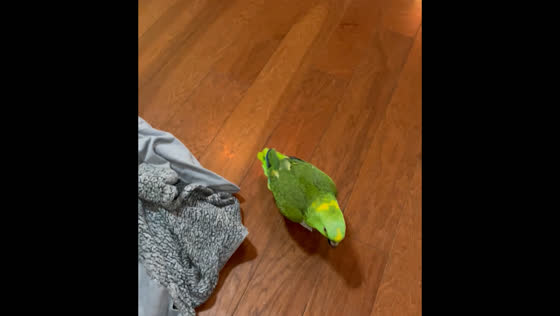 Green parrot wanders around house making sounds