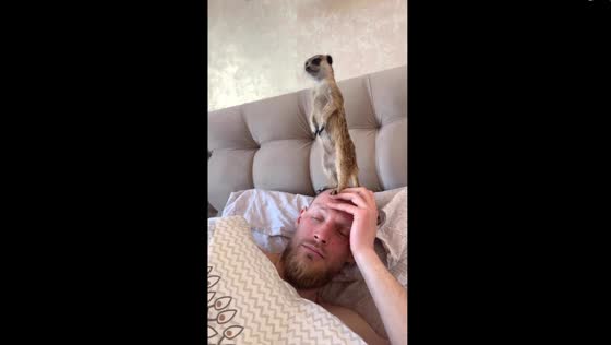 Playful meerkat companion: Lori's curious perch on owner's head in City of Tula, Russia