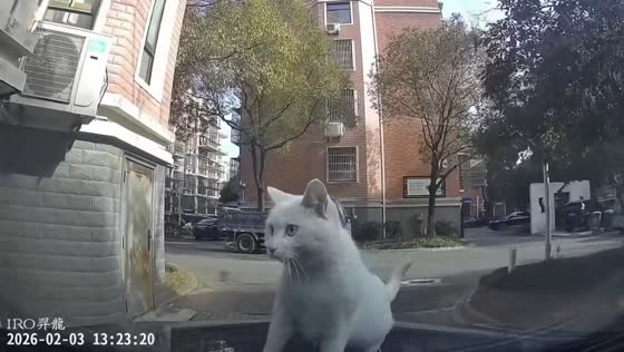 Cat refuses to leave car hood despite driver’s attempts in Jiangsu, China