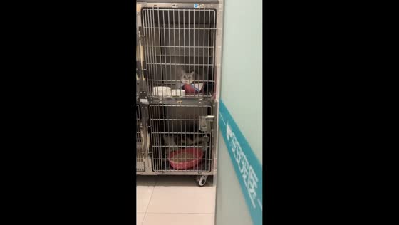 Cat’s emotional reaction to seeing its owner at vet clinic in Sichuan, China