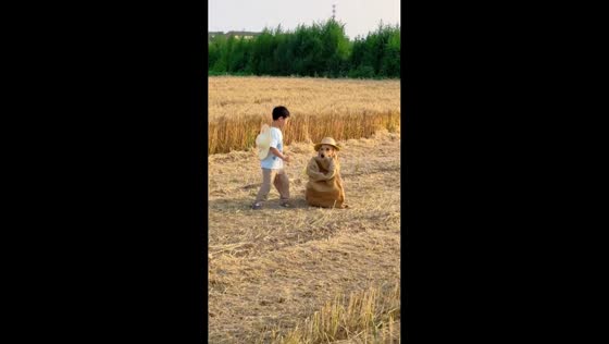 Boy and golden retriever work together in wheat field in Shanxi, China