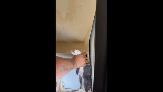 Cat rescued after being trapped in closet in Irapuato, Mexico