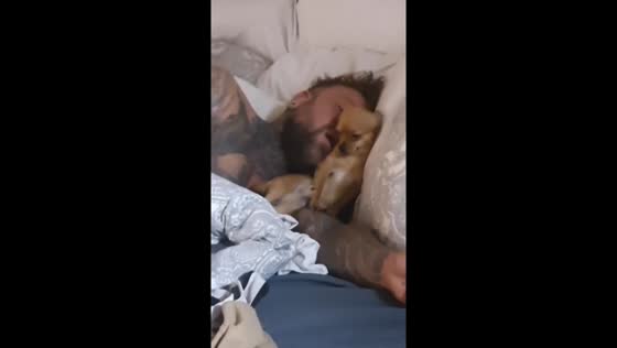Sleepy struggles: Milton the Chihuahua's quest for the perfect cuddle spot