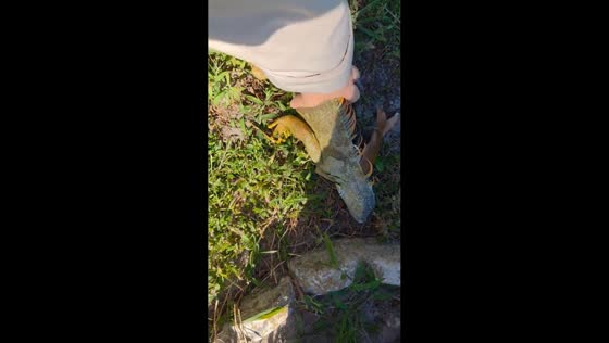 Frozen iguana spotted during rare cold snap in North Miami, Florida, USA
