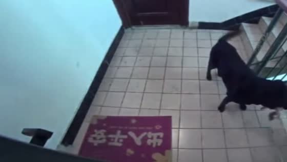 Labrador accidentally locked outside apartment waits quietly at doorstep in Shanghai, China