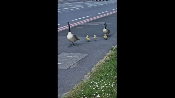 Assisting lost geese and chicks safely back to the canal