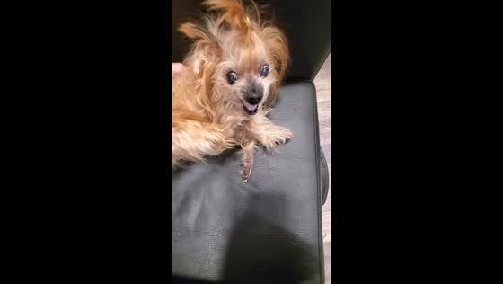 Yorkshire terrier snarls at owner after waking up in Saugus, Massachusetts, USA