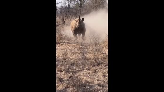 Close encounter: black rhino charges tourists in intimidating display