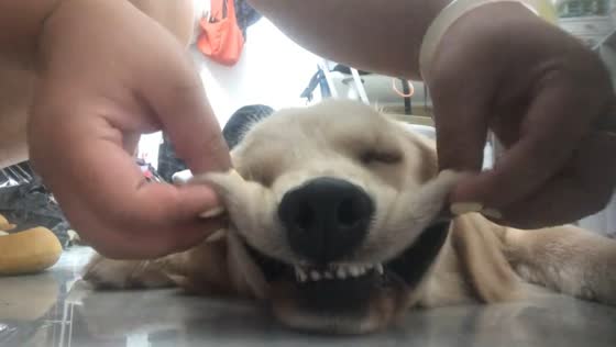 Retriever hilariously flops while being played with in Guangxi, China