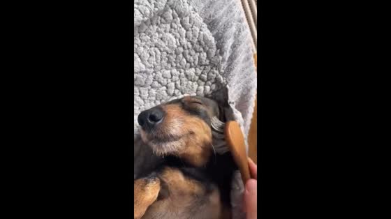 Relaxed dachshund enjoys brushing in Hamburg, Germany