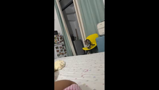 Cat adorably leaps onto the bed before playfully dodging its owner in Guangdong, China
