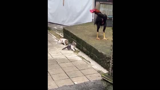 Kittens chase rooster in playful backyard moment in Bandung, Indonesia