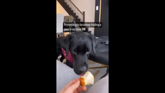 Canine caper: Toronto's sneaky black Lab swipes sleeper's pear!