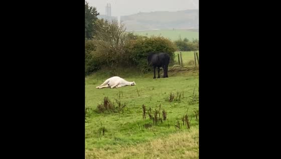 White horse “Steven” wakes up after being mistaken for dead in Scotland, UK