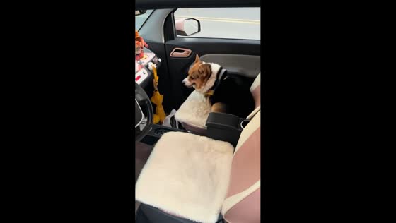Corgi quickly switches seats after seeing owner in Anhui, China