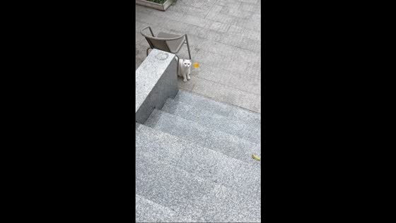 British Shorthair cat hit by bouncing ball in Jiangsu, China