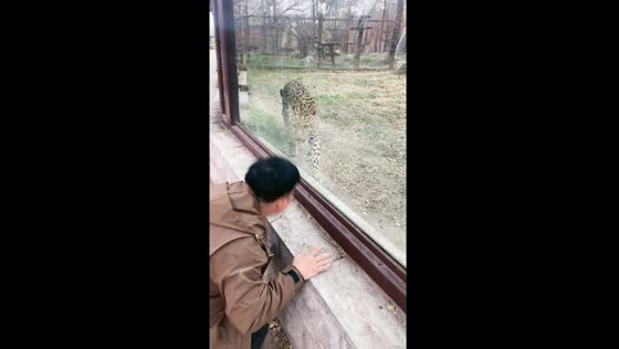 Startling encounter: friend's playful prank on a cheetah at Jilin zoo captured on video