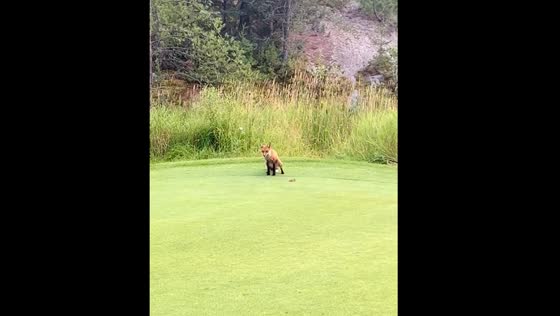 Animal urinates on golf ball in Ontario, Canada