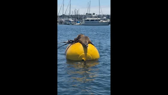 Sea lions spotted sunbathing on buoy in San Diego, California, USA