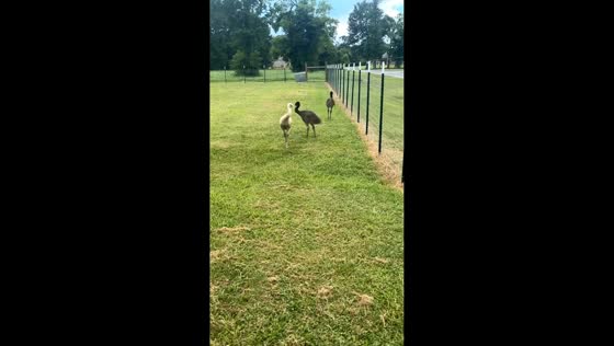 Emus play and chase each other in Gonzales, Louisiana, USA