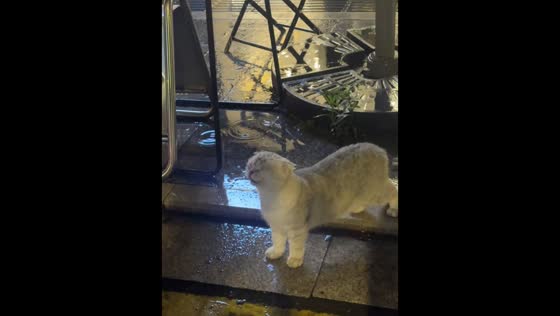 Cat enjoys drinking raindrops in Zhejiang, China