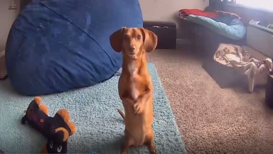 Clever Chicago dog captivates owner by waving for treats on home camera!