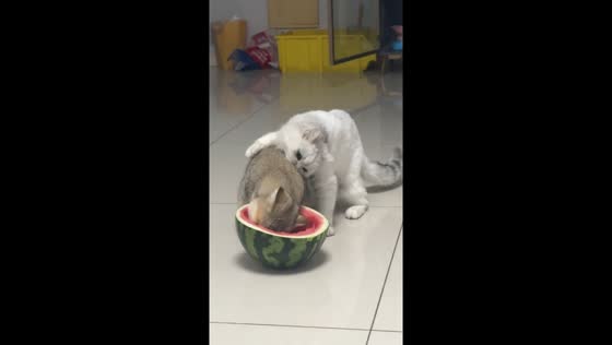 One cat enjoys watermelon while the other nibbles its friend in Chongqing, China