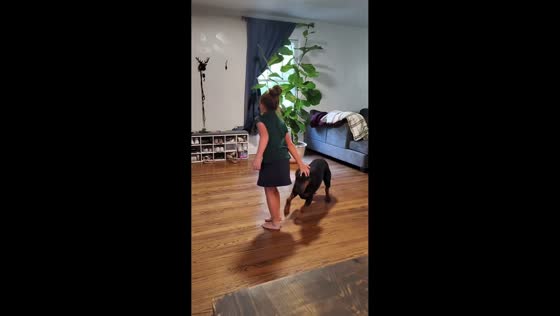 Doberman and girl play hide-and-seek indoors in Kansas, Missouri, USA