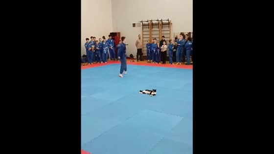 Cat serenity amidst Vietnamese martial arts competition in Vitebsk