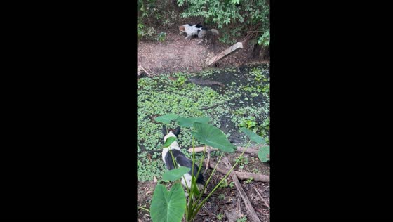 Two dogs team up to catch and pin reptile in Kamphaeng Phet, Thailand