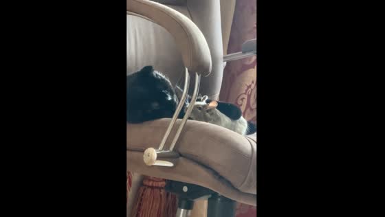 Cat and squirrel nap together in Ukraine
