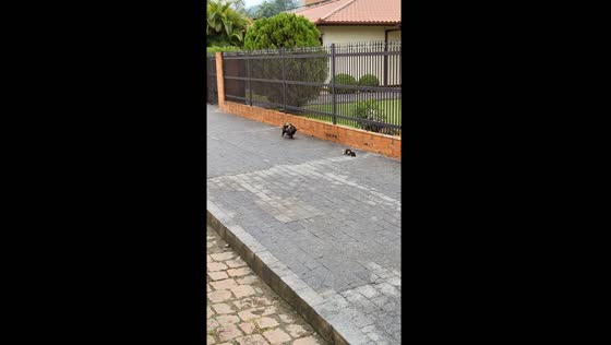 Heartwarming video captures possum mom carrying cubs