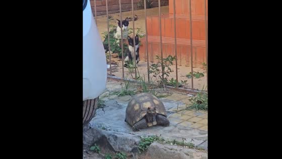 Video captures curious cats interacting with tortoise in Paraguay