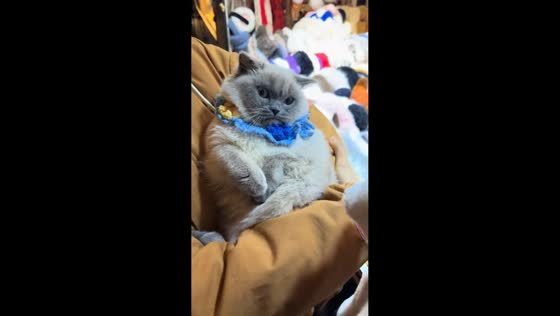 British Shorthair cat startled by moving hat ears in Sichuan, China