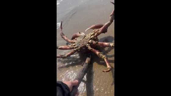 Rescue effort: beachgoer aids upside-down crab back into ocean