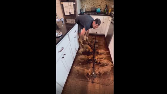 The breakfast stampede: roaring fork ridgebacks' pups dash for delight